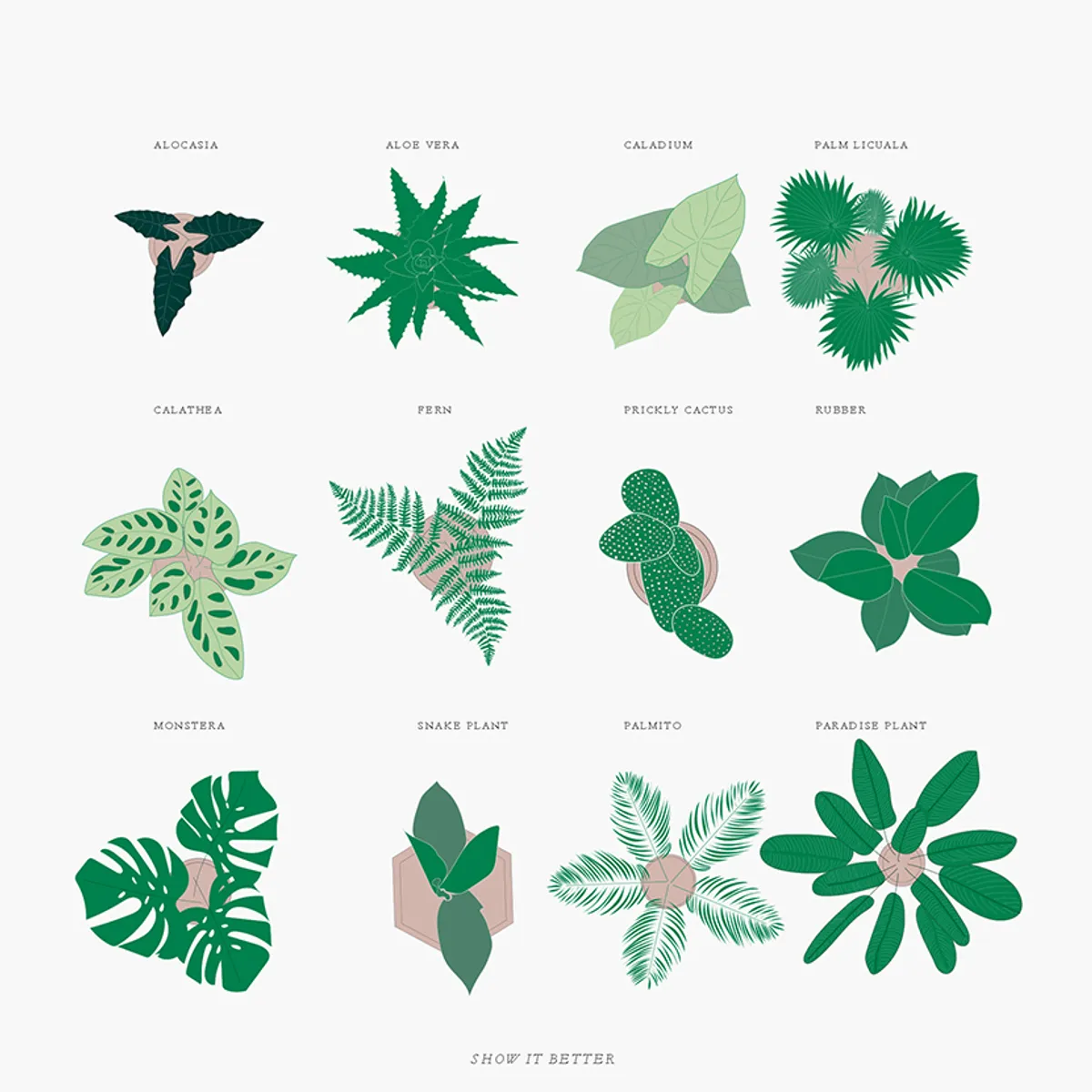 Tropical Plants 2
