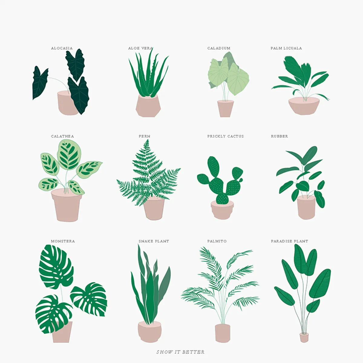 Tropical Plants Main Image